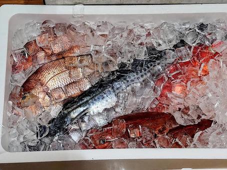 鮮魚 鮮魚の写真