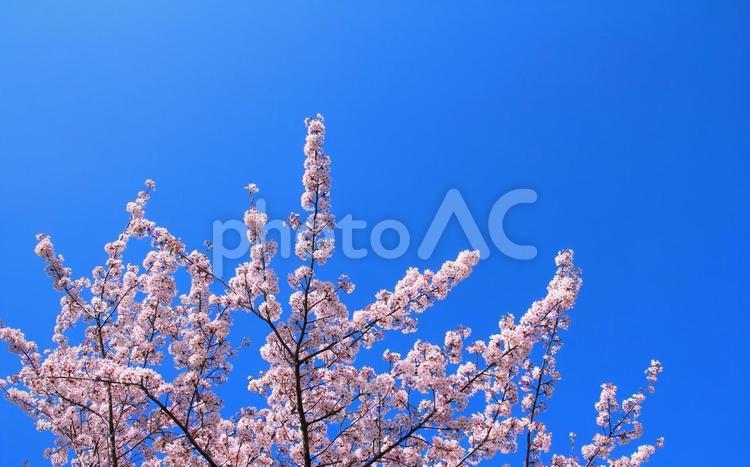 桜の花と青空の背景 桜,花,春の写真素材