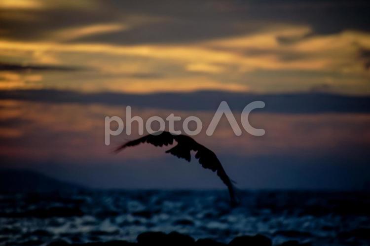 ＜五島の風景＞夏の夜明けの海と磯のトンビ トンビ,鳶,海の写真素材