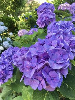 紫の紫陽花 紫の紫陽花 紫陽花,紫,花の写真素材