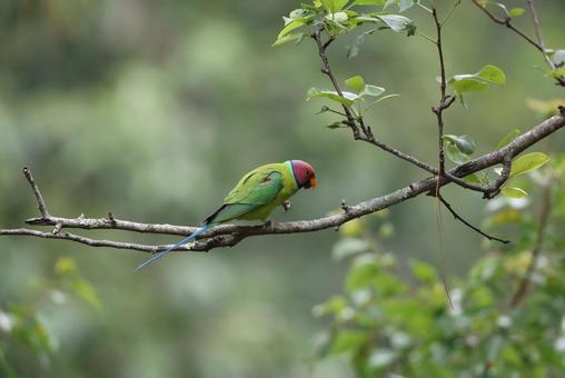 コセイインコ コセイインコの写真