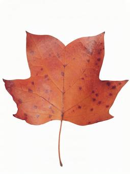 Photo, october, november, grime, 
