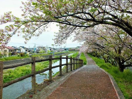 ひらひらと桜の花びらが散り積む桜並木道 ひらひらと桜の花びらが散り積む桜並木道の写真