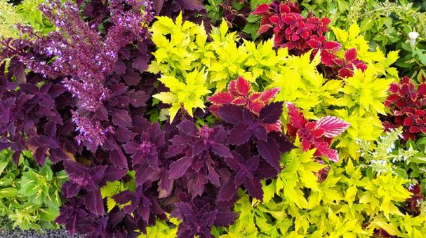 絵になる葉っぱの写真