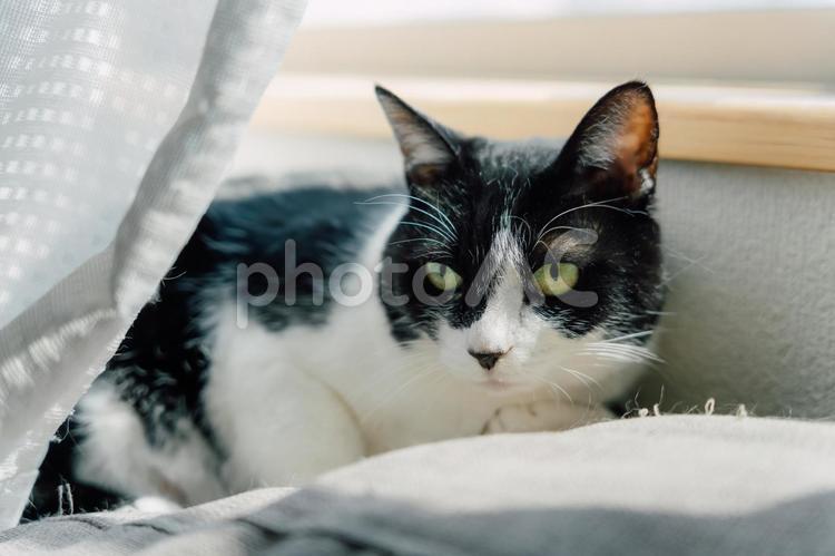 ひなたぼっこをする猫２ 猫,ねこ,ネコの写真素材