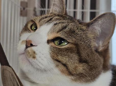 Cat in a hammock, JPG Cat in a hammock, JPG