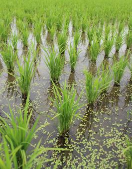 田んぼ 田んぼ 田んぼ,稲,稲の苗の写真素材