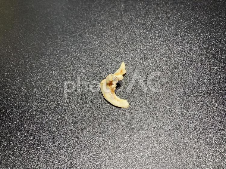 コイ　咽頭歯(右) 骨,魚骨,骨格標本の写真素材