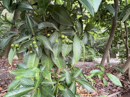 緑の実をつけた木 緑の実をつけた木 木の実,緑,自然の写真素材