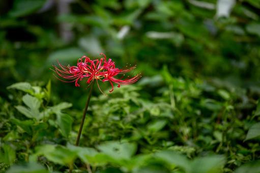 緑の中の彼岸花 彼岸花,秋,緑の写真素材