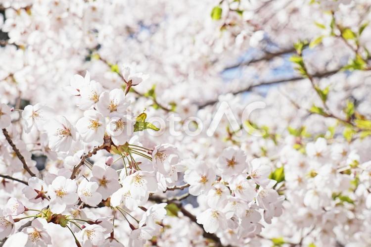青空と満開の桜 桜,花見,ソメイヨシノの写真素材