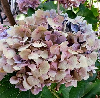 Autumn Hydrangea, JPG