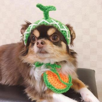 メロンだわん メロンだわん 犬,ペット,チワワの写真素材