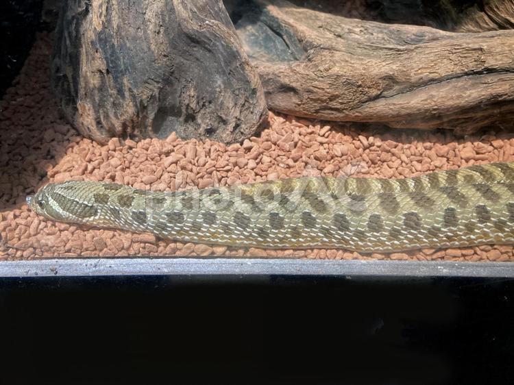 セイブシシバナヘビ セイブシシバナヘビ,ヘビ,蛇の写真素材