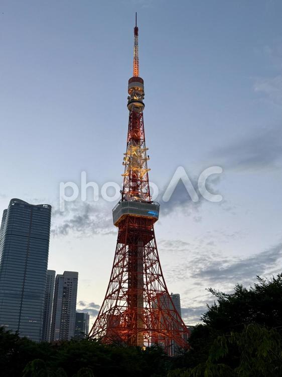 夕方　芝公園から光る東京タワーが見える ライトアップ,晴れ,芝生の写真素材