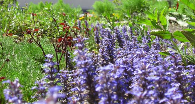 セイヨウジュウニヒトエ-2の写真