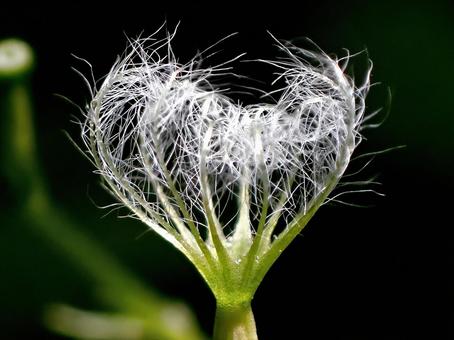 ツルカノコソウ２ ツルカノコソウ,蔓,蔓鹿子草の写真素材