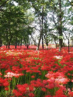 巾着田曼珠沙華公園・彼岸花の群生・日高市 巾着田曼珠沙華公園・彼岸花の群生・日高市 秋,巾着田,曼珠沙華公園の写真素材