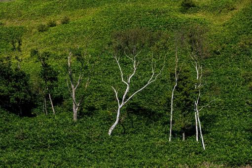緑の斜面に立つ白樺の木々の美しい姿 緑の斜面に立つ白樺の木々の美しい姿 丘陵,白樺,木立の写真素材