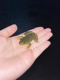 奈良のカエルを捕まえたよ 奈良のカエルを捕まえたよの写真