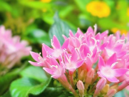 ピンク色のカランコエの花 ピンク色,ガーデニング,花の写真素材