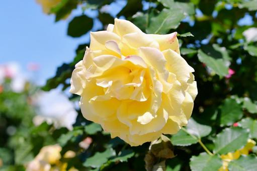 薔薇 ゴールドバニー 薔薇 ゴールドバニーの写真