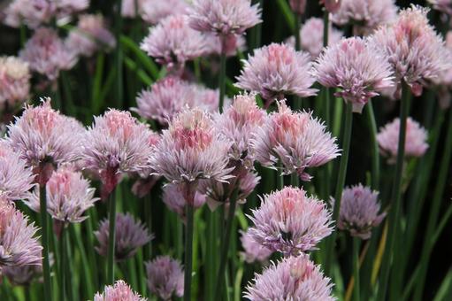 チャイブ・エゾネギ　マクロ チャイブ,自然風景,楽しいの写真素材