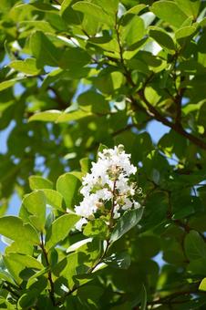 Crape myrtle, JPG Crape myrtle, JPG