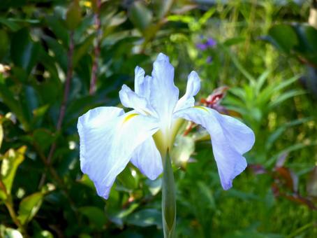 郊外の菖蒲園に咲く水色のハナショウブ 郊外の菖蒲園に咲く水色のハナショウブの写真