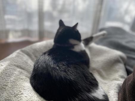 片足を伸ばしてくつろぐねこ 片足を伸ばしてくつろぐねこの写真
