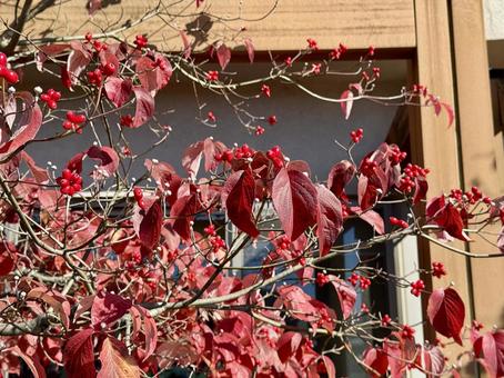 秋のハナミズキ ハナミズキ,木の実,赤の写真素材