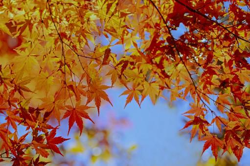秋の紅葉 秋の紅葉 紅葉,秋,背景の写真素材