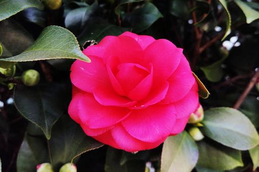 寒椿２８ 寒椿,ツバキ,屋外の写真素材