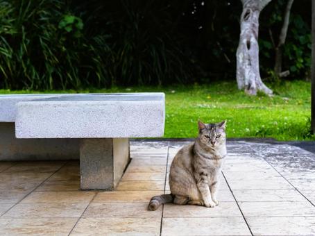 のんびり過ごす猫 のんびり過ごす猫の写真
