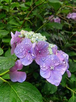 紫陽花 紫陽花の写真