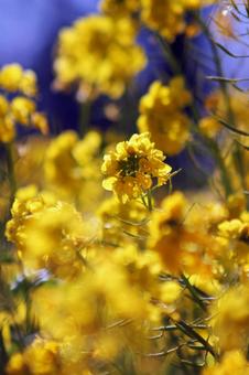 菜の花の写真