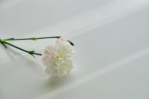 穏やかな光と綺麗なカーネーションの生花 背景,生花,花の写真素材