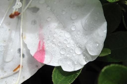 雨上がりの雫が残るピンク入り白いツツジ 雨上がりの雫が残るピンク入り白いツツジの写真