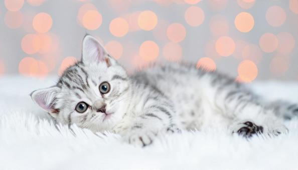 猫の赤ちゃん 猫の赤ちゃんの写真