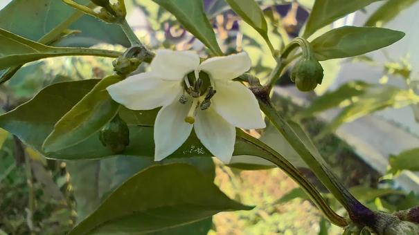 野菜のシシトウの花 獅子唐辛子,野菜,花の写真素材