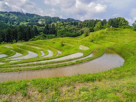 【千葉県】鴨川市・大山千枚田 【千葉県】鴨川市・大山千枚田 大山千枚田,棚田,鴨川市の写真素材