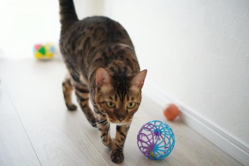 猫 猫の写真