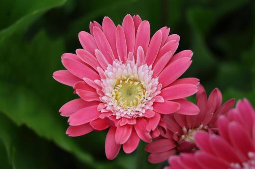 ピンクの花びらのガーベラの花のアップ ピンクの花びらのガーベラの花のアップの写真