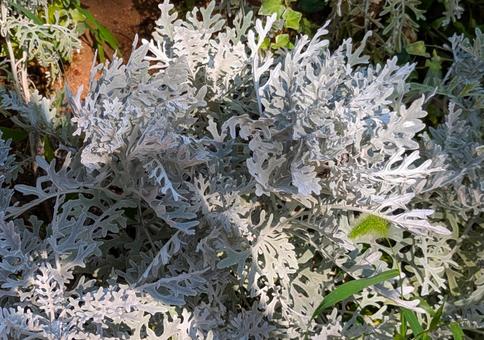 シロタエギク シロタエギク シロタエギク,自然,植物の写真素材