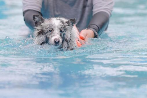 シェルティの写真