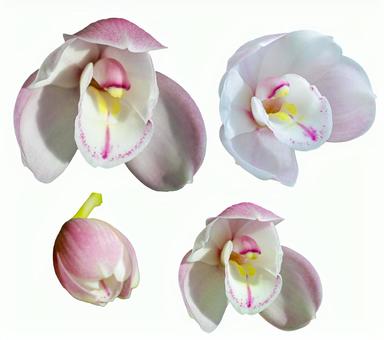 シンビジウム 切抜き シンビジウム 切抜き シンビジウム,蘭,花の写真素材