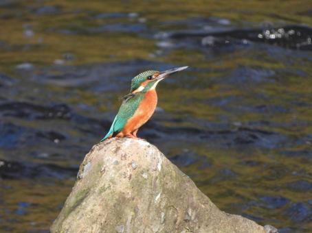 近所の小川で撮ったカワセミの写真