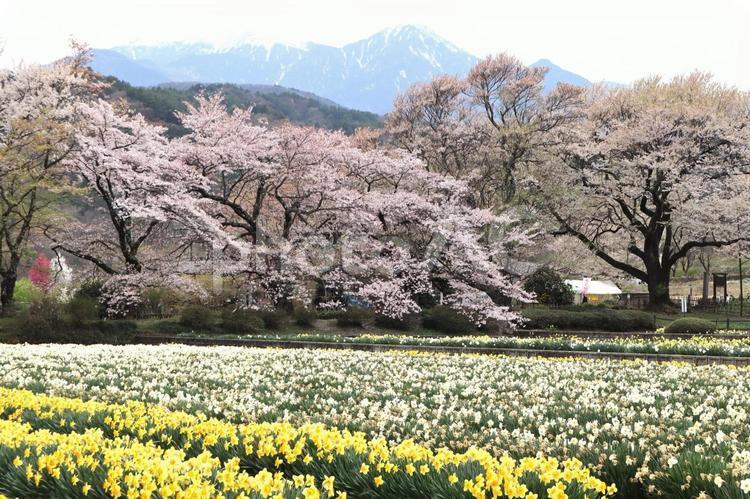 北杜の春の風景（北杜市郊外） 風景,桜並木,水仙畑の写真素材