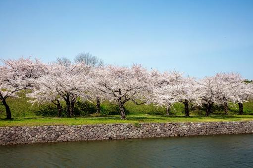 桜が満開の五稜郭公園 桜が満開の五稜郭公園 桜,五稜郭公園,堀の写真素材