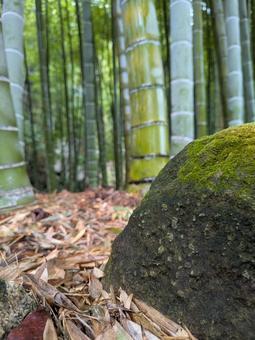 竹林と苔むした岩　鎌倉 竹林,竹,仏塔の写真素材